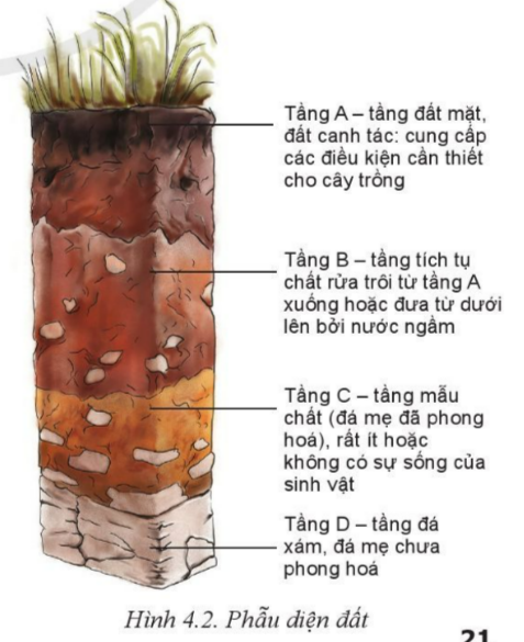 Giải bài 4 Thành phần và tinh chất của đất trồng