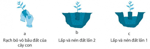 Hãy cho biết việc trồng rừng bằng cây con có bầu đất được thực hiện theo thứ tự nào dưới đây.