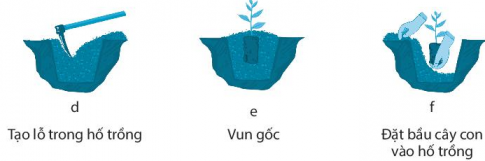 Hãy cho biết việc trồng rừng bằng cây con có bầu đất được thực hiện theo thứ tự nào dưới đây.