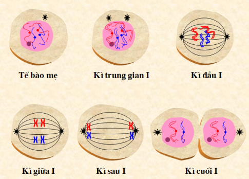 Giải sinh học 9 bài 14: Thực hành Quan sát hình thái nhiễm sắc thể