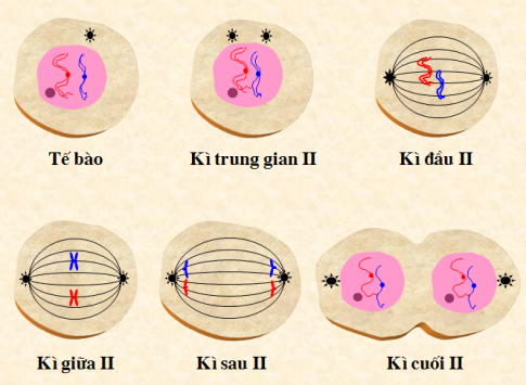 Giải sinh học 9 bài 14: Thực hành Quan sát hình thái nhiễm sắc thể